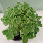 [하늘꽃농원] 장미 허브 외목대 장미허브트리 : 하늘꽃농원