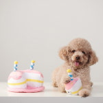 강아지 장난감 강아지 생일케이크 장난감 : 너 랑