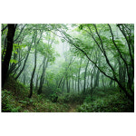 숲 나무배경 현수막 어린이집 유치원 숲체험 실사출력 포토존 제작 115번 : 키즈나래디자인