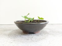 백년옹기 무공해 옹기 야생화 다육이화분 항아리화분 : 백년옹기