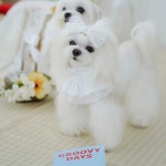 강아지케이프 스카프 레이스 프린세스 마벨피피 : 꼴레트멍멍 스토어