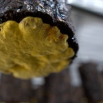 국산 농장직송 무농약 장수상황버섯 100g 실속형 : 버섯놀이터 변산농장