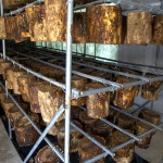 국내산 유기농 장수상황버섯 500g 실속형 : 버섯놀이터 변산농장