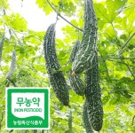 무농약생여주 생여주1kg 3kg 5kg 여주먹는방법 국내산 : 하리네농원