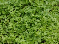 미나리즙 국내산 원액 액기스 야생 자연산 미나리즙 30팩 : 약산고을건강촌