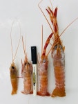 2023년 선동 딱새우 3-6월 시즌판매 1kg 왕 20미, 특대 28미, 대 40미 : 명천냉동수산