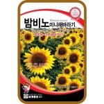 밤비노 미니 해바라기 씨앗 30립 / 꽃씨 몰 종자 왜성 작은 해바라기 꽃밭 화단꾸미기 : 주주씨앗
