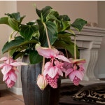 메디닐라도(수입식물) 꽃이 꺼꾸리로 피네요 : 범수농장