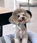 Bling Bling 라인스톤 고양이 강아지 목걸이 : 이즈 엔젤