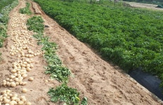 햇수미감자 10kg(품절) : 장수시암농장