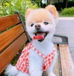 샵미니스 강아지옷 체리체리 댕피스 : 샵미니스