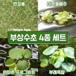 둥둥 수조 위 뜨는 부상 수초 키우기 4종 세트 (SET5) : 미미네가든