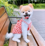 샵미니스 강아지옷 체리체리 댕피스 : 샵미니스