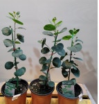 폴리안( 한목대) 비염에 좋아요 : 범수농장