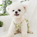 키싱펫 강아지 옷 애견 프렌치불독 의류 중형견 개 시바견 여름 쇼핑몰 소형견 애완견 예쁜 : 키싱펫