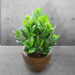 크루시아 전국꽃배달 실내공기정화화분쇼핑몰 인테리어 관엽 개업 집에서키우기쉬운식물 선물 : 친친플라워