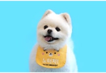 휴가철 필수 아이템 노터치 노간식 턱받이 : 하비펫하우스