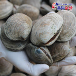 생물 돌조개 1kg 캠핑,구이용조개 조개찜, 탕용 : 동부수산
