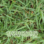 한국잔디뗏장(가로 40세로60cm높이2cm)롤 잔디2장 산소 정원 묘지 떼 천연 들 떼장 : 광림아그로