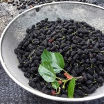 유황오디(4kg) 충남 부여 농장 산지배송 : 싱싱마켓