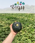 제주엄지농원/제주미니단호박/밤호박/보우짱/ 5kg,10kg : 제주 엄지농원