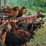 보늬숲토종닭 : 보늬숲밤농장