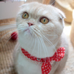 강아지 고양이 레드 땡땡 스카프 : 루베리