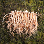 금산인삼 수삼 난발삼 소 무료세척 1채 750g 18~22뿌리 : 금산수삼도소매센터