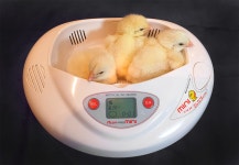 본사몰 알콤 미니 부화기 (소란대 포함)/ 국산 메추리 오리 병아리 부화기 3란 자동 알 부하기 : 알콤