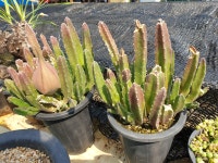 거성화 서우각 스타펠리아 기간티아 다육 다육이 다육식물 국민다육 다육이키우기 선인장 플랜테리어 미니선인장 : 수암다육농장