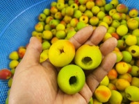 하동 청매실 남고매실 깐매실 홍매실 황매실 5kg/10kg : 녹차먹은매실