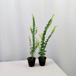 아카시아 프라비시마(포트 포함 35-45cm) 실내공기정화식물 플랜테리어 감성가득식물 : 뉴그린 몰
