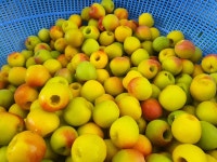 하동 청매실 남고매실 깐매실 홍매실 황매실 5kg/10kg : 녹차먹은매실