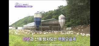 백봉오골계란 초란(100알 자연방사)난각코드 1번-영자초란 백봉춘천농장(무항생제 유정란) : 백봉오골계강촌가정리