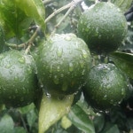 청귤(풋귤)3kg,예약판매  8월1일부터 순차적으로 발송 : 제주 보목웰빙농장