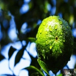 청귤(풋귤)3kg,예약판매  8월1일부터 순차적으로 발송 : 제주 보목웰빙농장