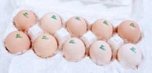 백봉오골계란 유정란(100알 자연방사)난각코드 1번-백봉춘천농장(무항생제 유정란) : 백봉오골계강촌가정리