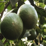 청귤(풋귤)3kg,예약판매  8월1일부터 순차적으로 발송 : 제주 보목웰빙농장