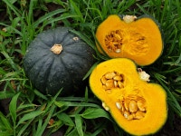 제주 애월 미니밤호박 2kg 3kg 5kg 10kg : 제주월광농장