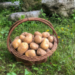강원도 감자 오대산 포슬포슬 맛있는 햇감자 1kg/5kg/10kg : 청지원