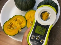 포슬포슬 산지직송 제주 미니밤호박 보우짱 5kg : 동식농장