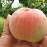 이언농장 홍감도(선물용) : 이언농장