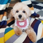 보리의하루 곰돌이케이프 곰돌이빕 강아지 고양이 턱받이 도그빕 : 보리의하루