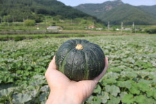 해풍 맞은 남해 미니단호박 단호박 밤호박 보우짱 꼬꼬마 다이어트식 2kg 3kg 5kg 10kg : 친환경 농산물 다온팜