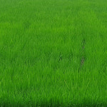 [2025년산 찹쌀 10kg] 파주으뜸쌀 찹쌀_경기 파주미_단일품종 : 파주으뜸쌀영농조합