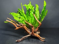 판매완료 물숲스크린 : 물숲