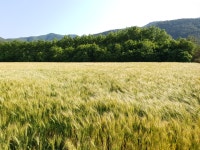 우리밀가루 통밀가루 1kg 강력분 중력분 박력분 : 삼봉정미소