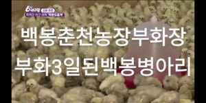 백봉오골계란 부화용 종란(20알) 백봉춘천농장(자연방사 1번) 무항생제 유정란 : 백봉오골계강촌가정리