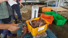 동해안자숙문어 슬라이스400g : 영해수산센타