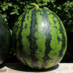 수박 고당도 하우스 꿀수박 5kg 6kg 7kg 스테비아 흑미 우곡 함안 고창 맹동 씨없는 : 로컬브로